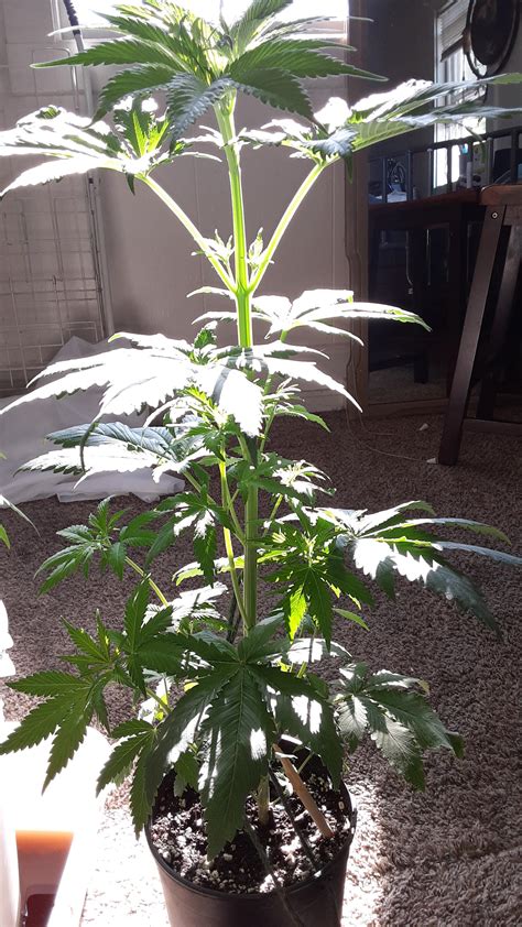 1 month old autoflower